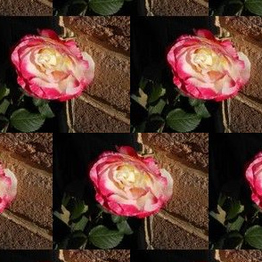 Rose Blooms on Chocolate Bricks (Ref. 0845)