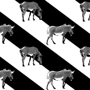 Zebra Crossing