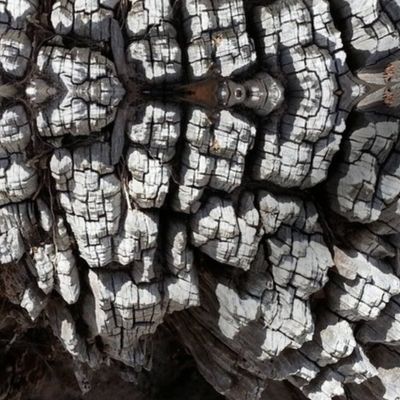 Bribie Island Driftwood