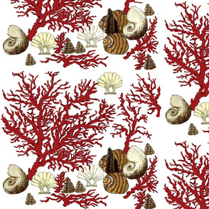 Red Coral and sea shells 