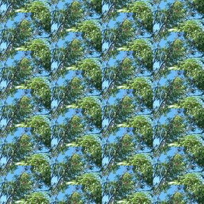 Leafy Eucalyptus Canopy (Ref. 1734a)