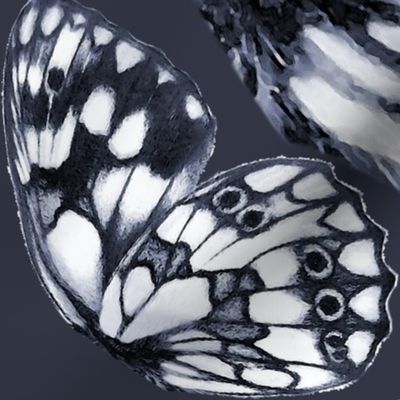 Marbled white (Melanargia galathea) butterfly wings