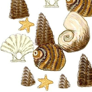 Red Coral Beach - Sea shells 