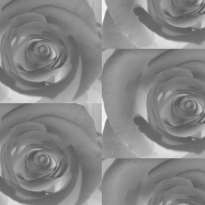 rose photo negative