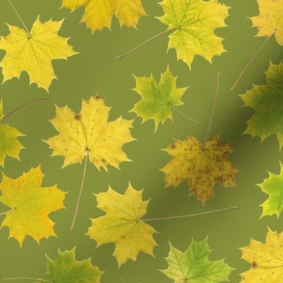 maple leaves on yellow-green