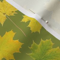 maple leaves on yellow-green