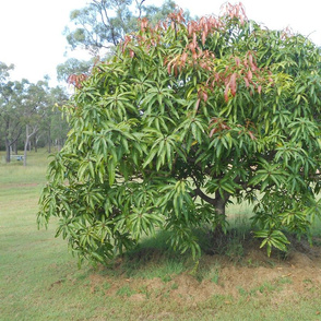Mango Tree Sentinel (Ref1693)