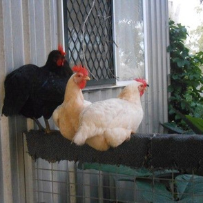 Gossiping Chookies' Window View - Small Scale(Ref. 1710)