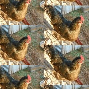 Sun-Bronzed Aussie Chook (Ref. 0020)