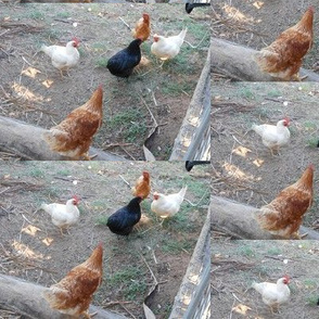 Debating the Pecking Order (Ref. 0015)