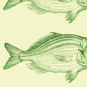 greenfish