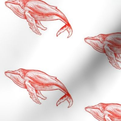 Red Whales