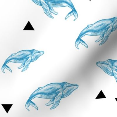 Blue Whales and Triangles