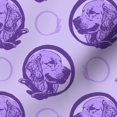 Collared Golden Retriever portraits - purple