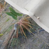 Prickly Pineapple in a Tropical Garden - Horizontal Border Stripes (Ref. 0025)