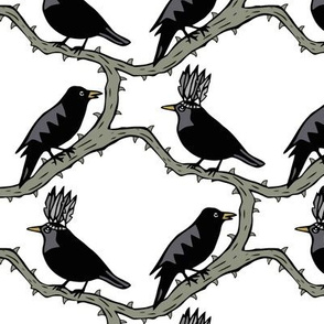 thorn birds black grey