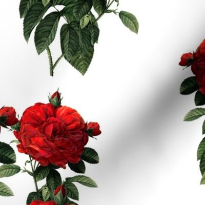 Redoute Roses ~ Riot of Red Jumble ~ Medium-ish