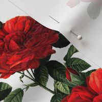 Redoute Roses ~ Riot of Red Jumble ~ Medium-ish