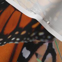 Australian_Wanderer_Butterflies_by_melanie_j_cook