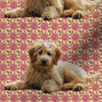 goldendoodle_and_roses