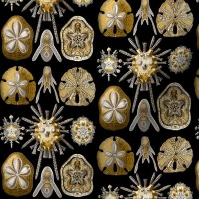 Ernst Haeckel Echinidea Fabric
