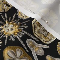 Ernst Haeckel Echinidea Fabric