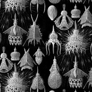 Ernst Haeckel Fabric Cyrtoidea