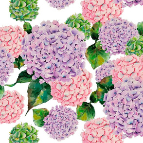 Watercolor hydrangeas