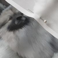 Keeshond faces