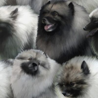 Keeshond faces