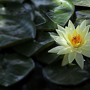 Lotus_Flower