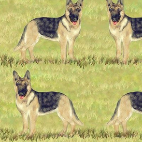 German Shepherd Dog on Grass