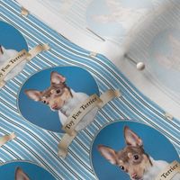 Brown Toy Fox Terrier