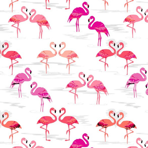 flamingos love white