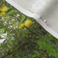 Lime Tree Sky Windows (Ref. 4253)