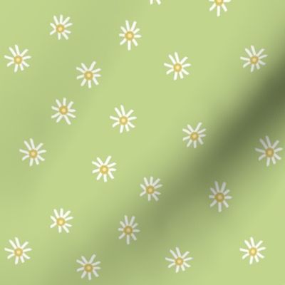 Daisies