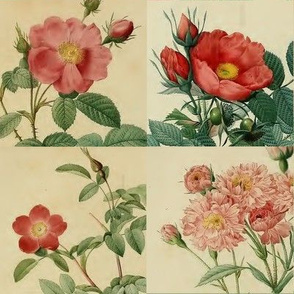 Antique Roses - 4 inch squares