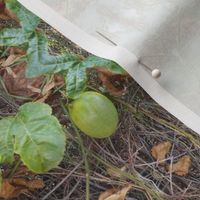 Passionfruit Pendants on the Lacy Vine - Horizontal Stripes (Ref. 4274)