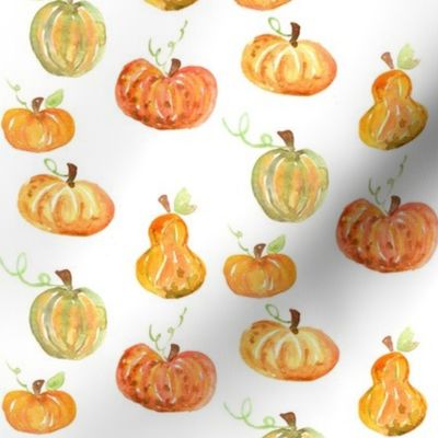 pumpkins and squash