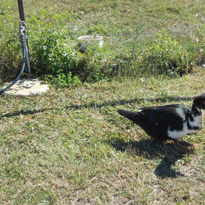 Duck Dancing With His Shadow (Ref. 4405)