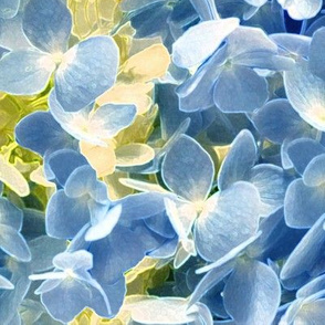 Hydrangeas