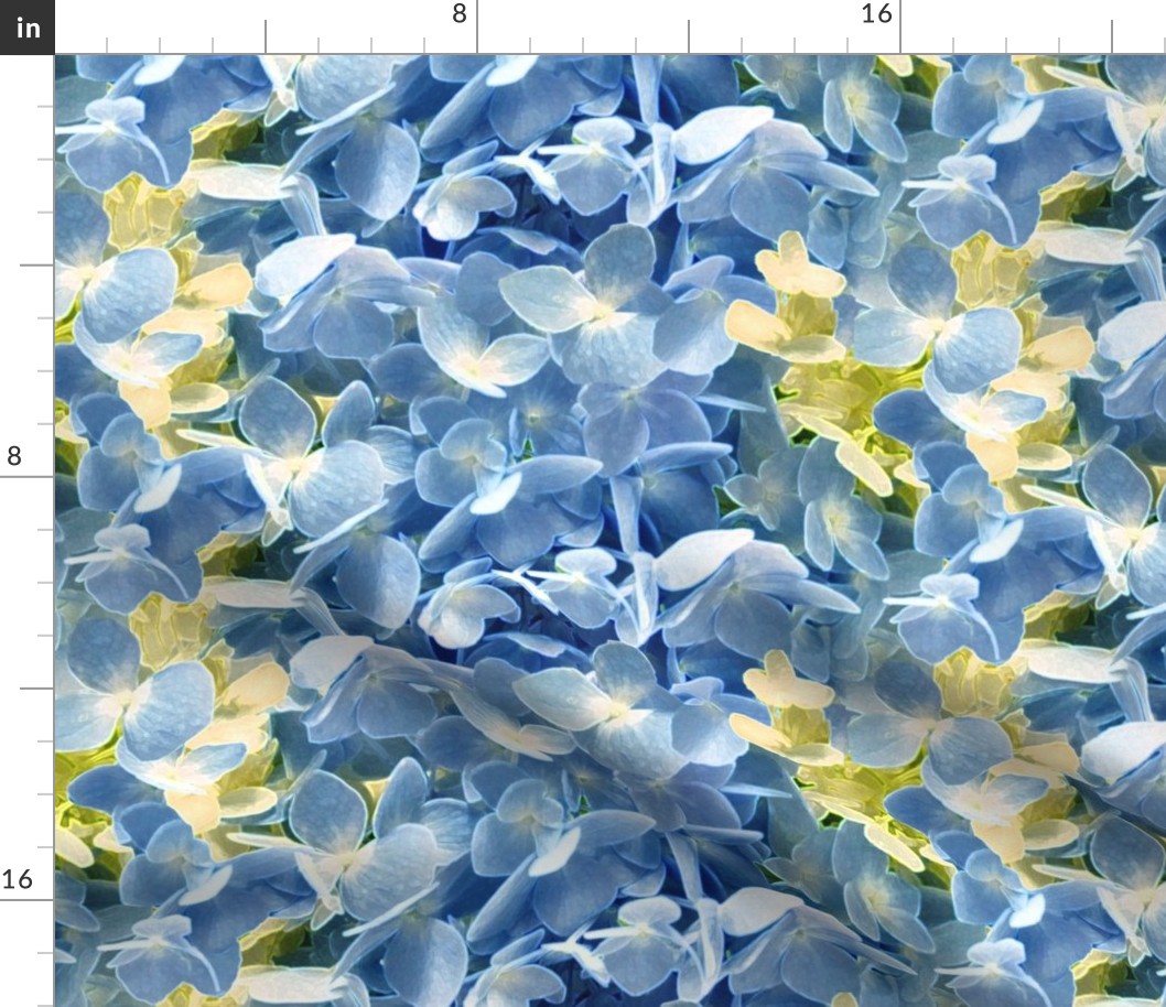 Hydrangeas