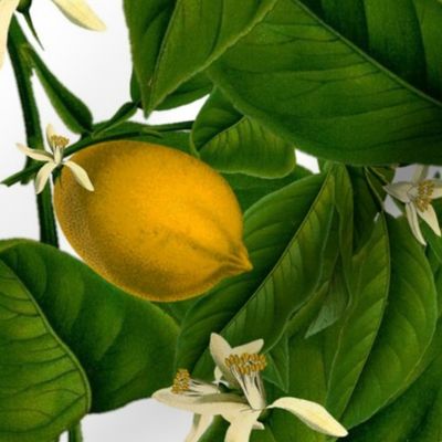Lemon Botanical 