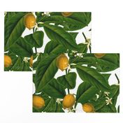 Lemon Botanical 