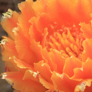 Cactus Flower - Barrel Cactus