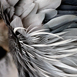 Heron Feathers