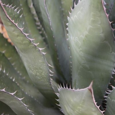 Aloe