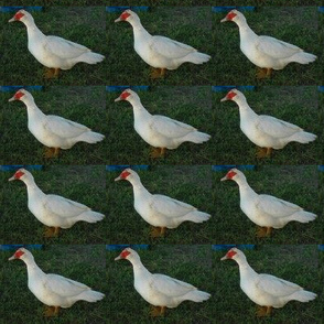 Duckie Parade (Ref. 4204)