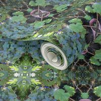 Fairy Whisper on the Lovely Leafy Pelargoniums (Ref. 4024)