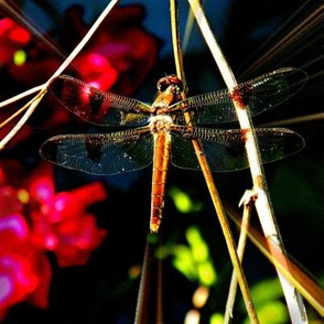 Neon Dragonfly